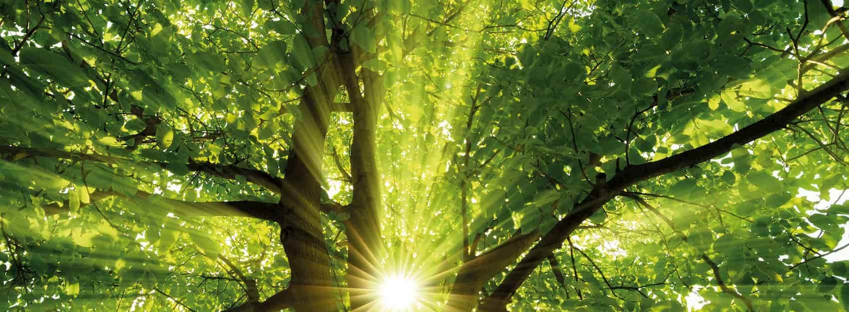 Grüner Baum im Sommer