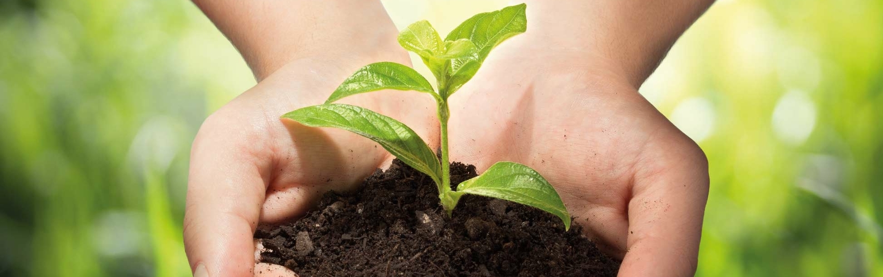 Plant seedling in the hand