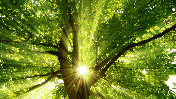 grüner Baum im Sommer