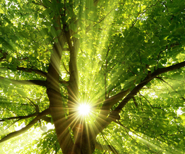 grüner Baum im Sommer