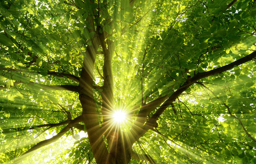 grüner Baum im Sommer